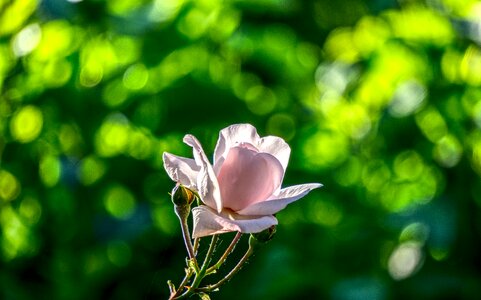 Bloom pink tender photo