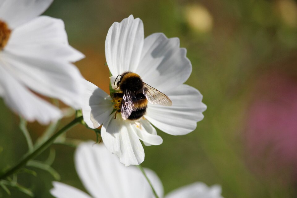 Nature bee garden