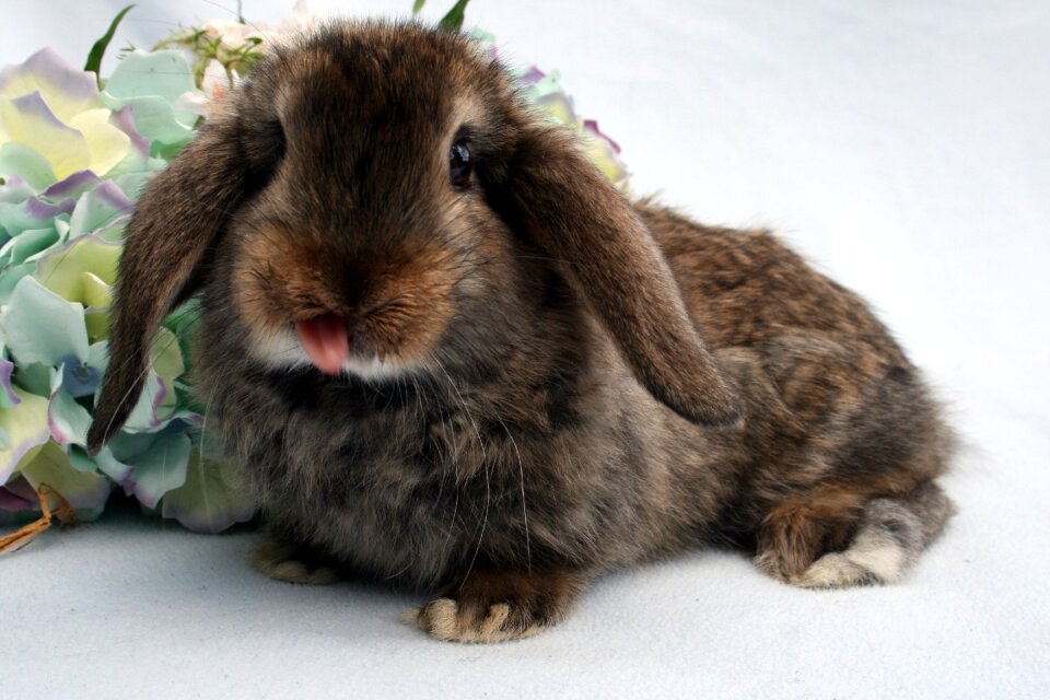 Expensive young rabbit