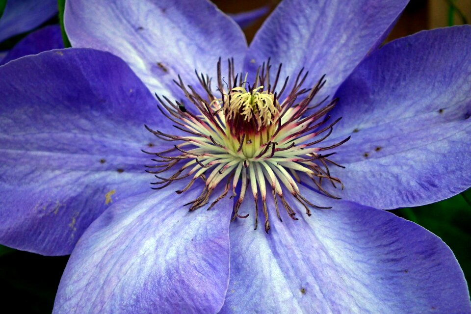 The petals creeper nature