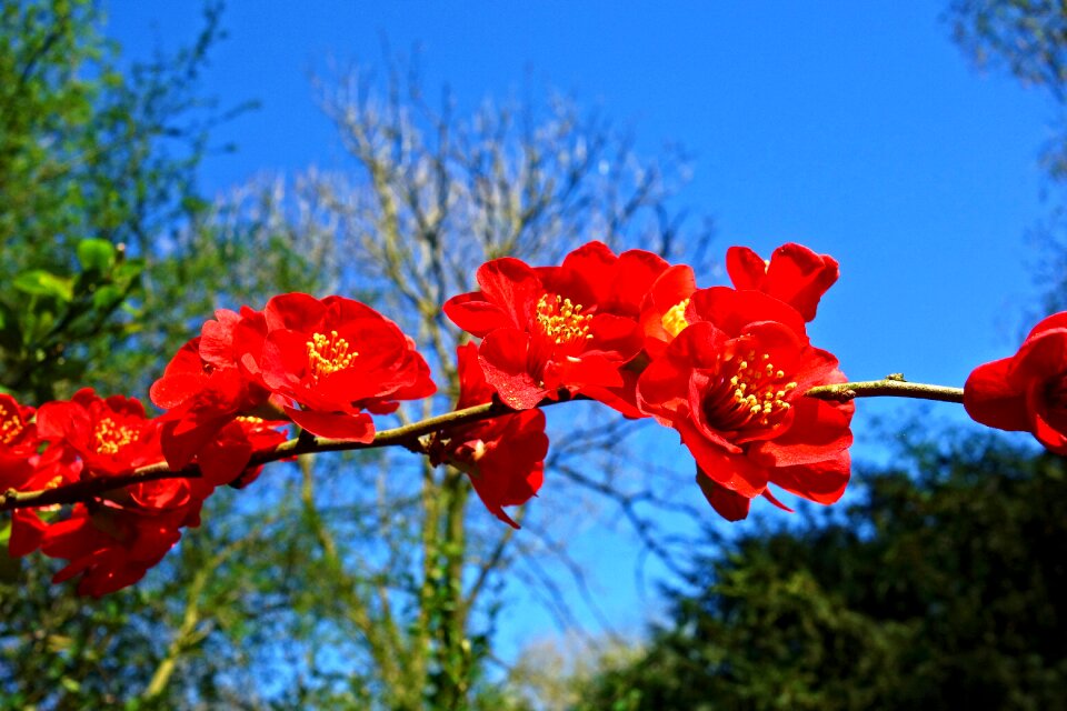 Shrub flowering shrub chaenomeles