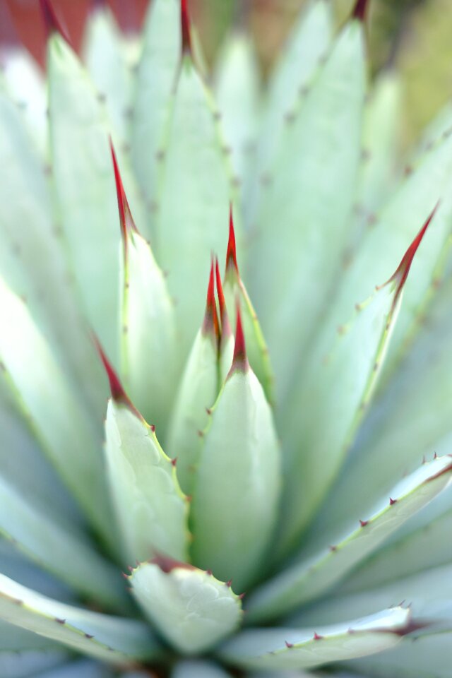 Plant prickly cactus greenhouse
