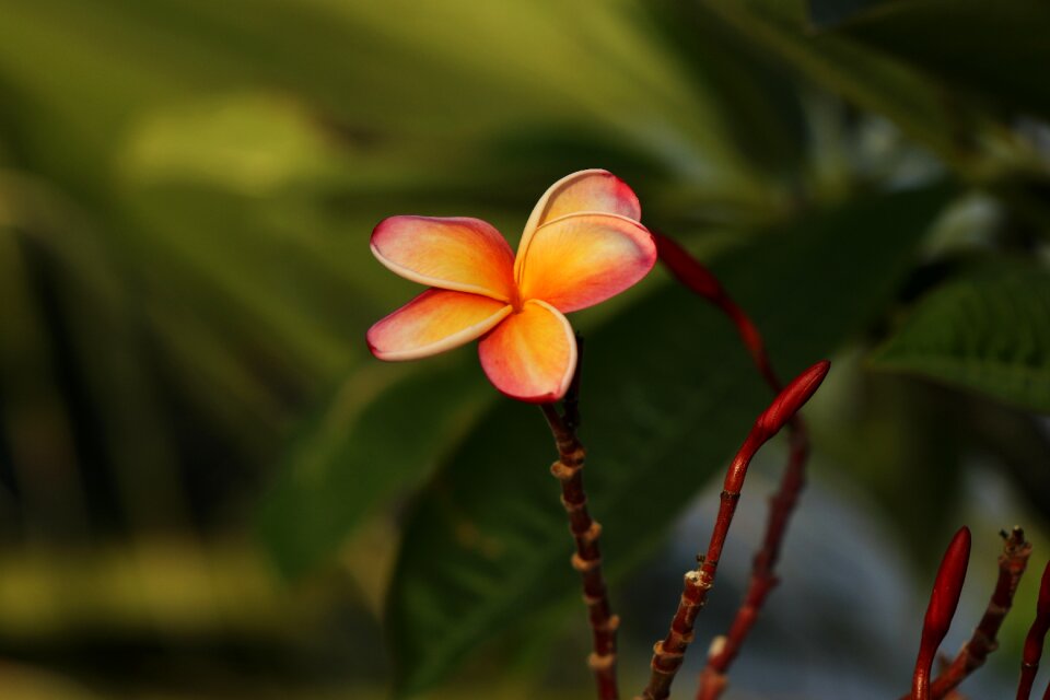 Frangipani blossom blooming