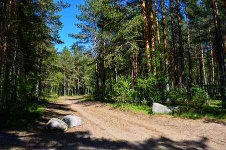 Stones dirt road through the forest nature photo