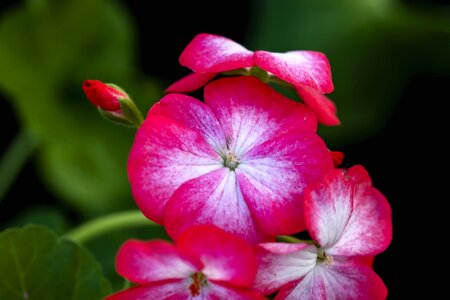 Plant petals bud