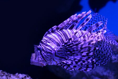 Nature pisces Free photos