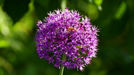 Ball blossom bloom photo