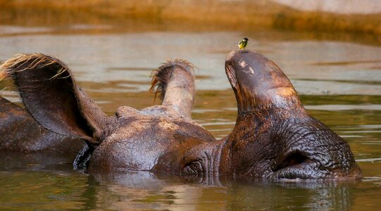 Thick skin horn africa