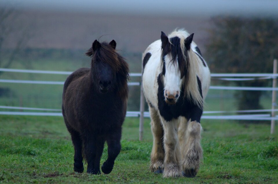 Horses prairie field