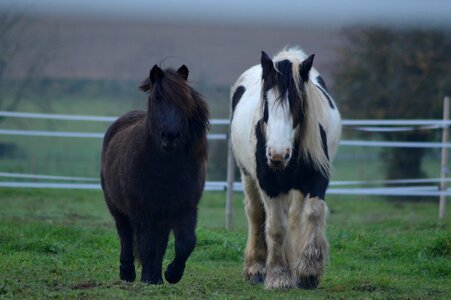 Horses prairie field