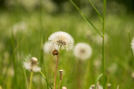 Growth field plant
