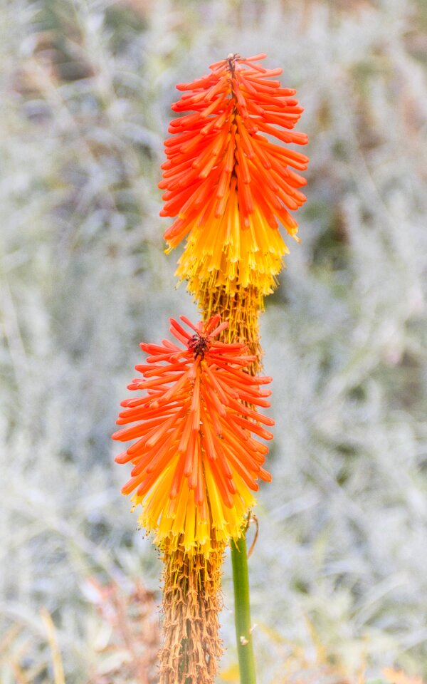Nature rocket flowers torch lily