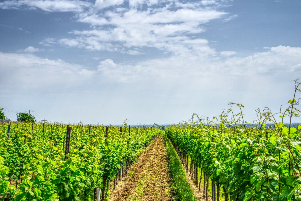 Wine winemaker nature