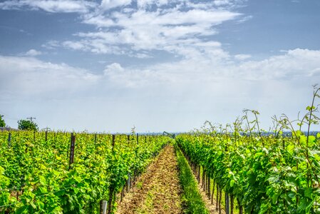 Wine winemaker nature