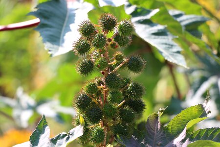 Garden wild botany