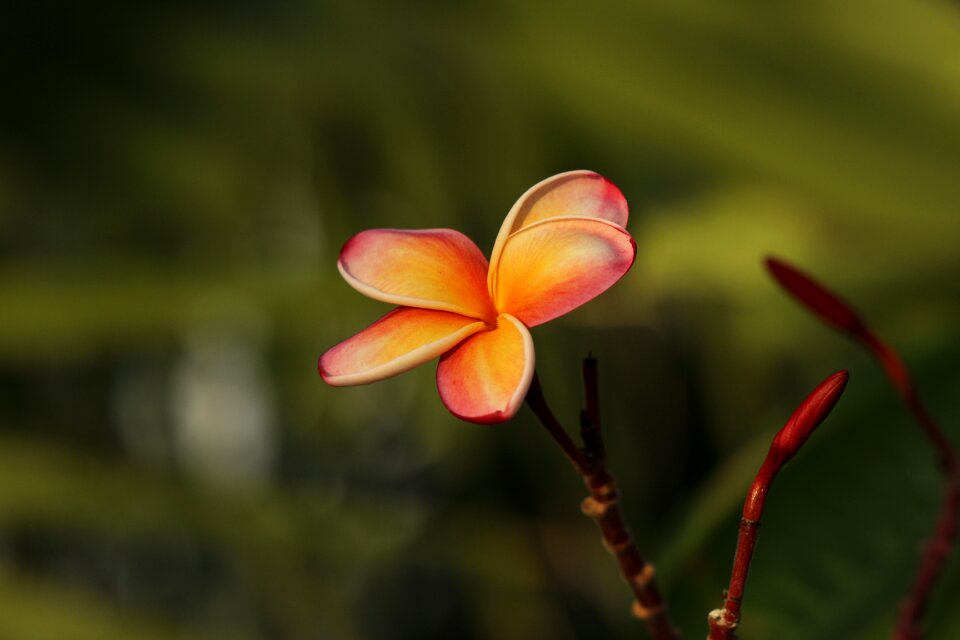 Plumeria blossom frangipani