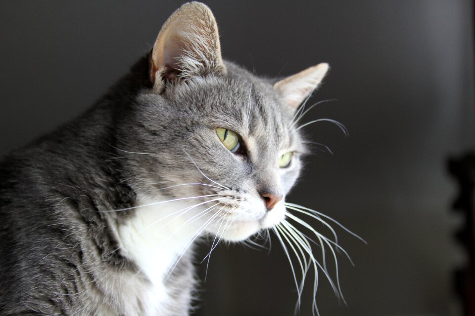 Portrait feline gray pets