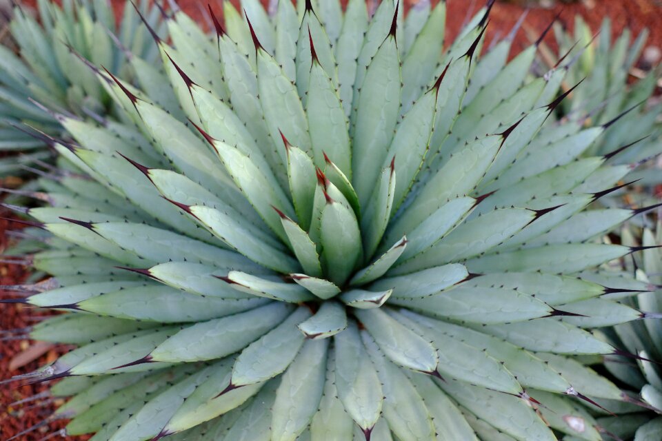 Plant prickly cactus greenhouse