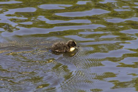 Swim fluffy small
