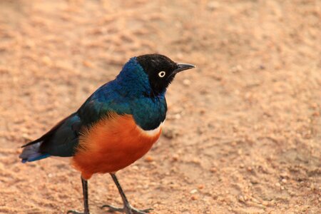 Bird serengeti park tanzania photo