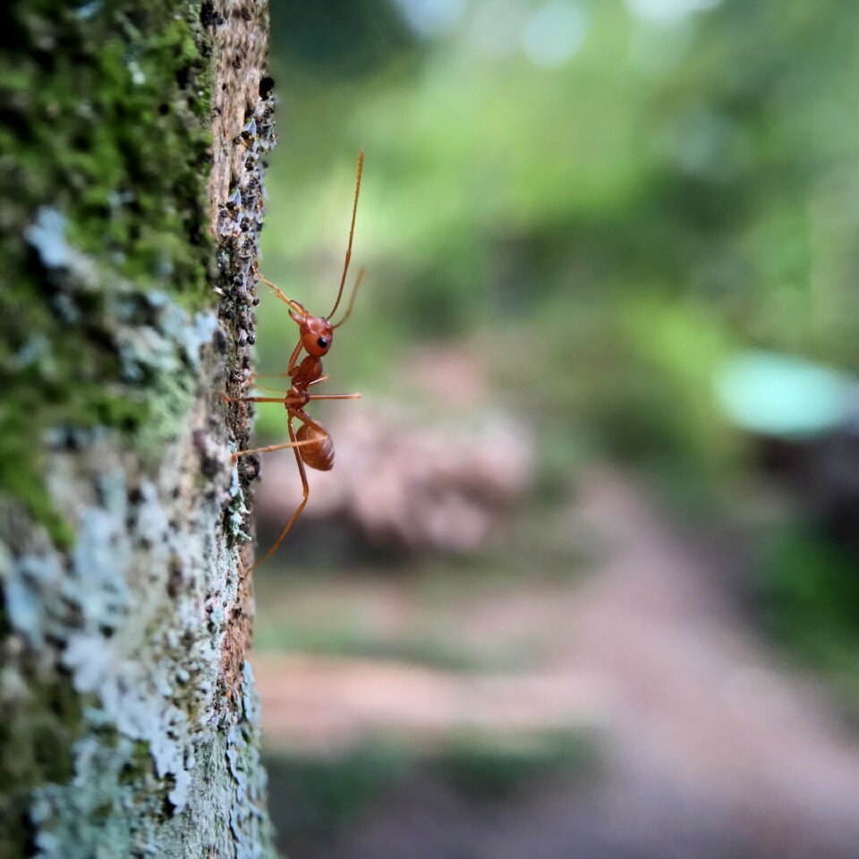 Insects red ant nature