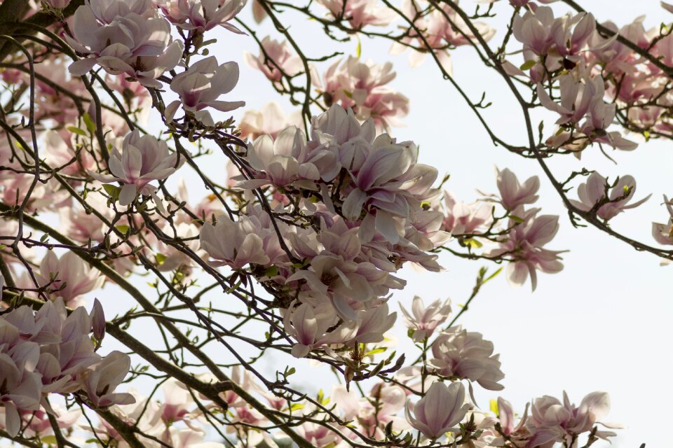 Spring spring awakening pink