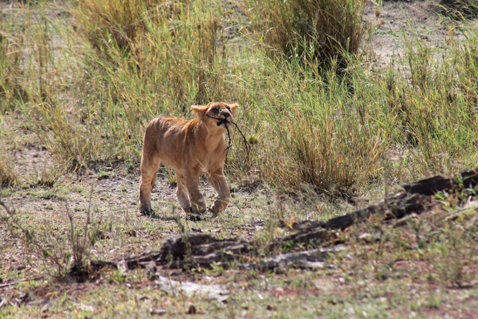 Tanzania lion national park