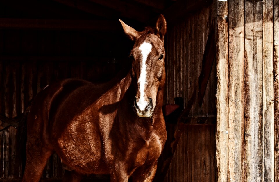 Animal world brown horse stall