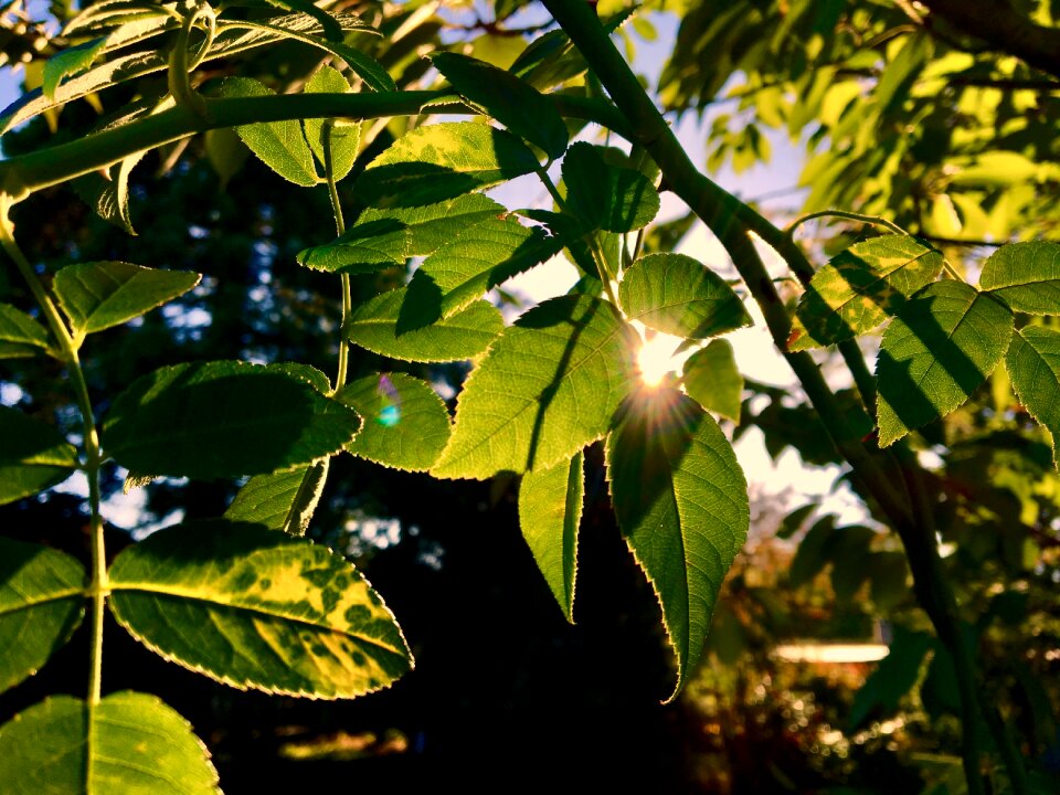Bright autumn light sun