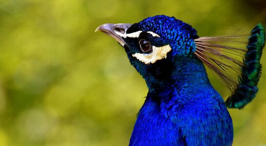 Feather bill nature