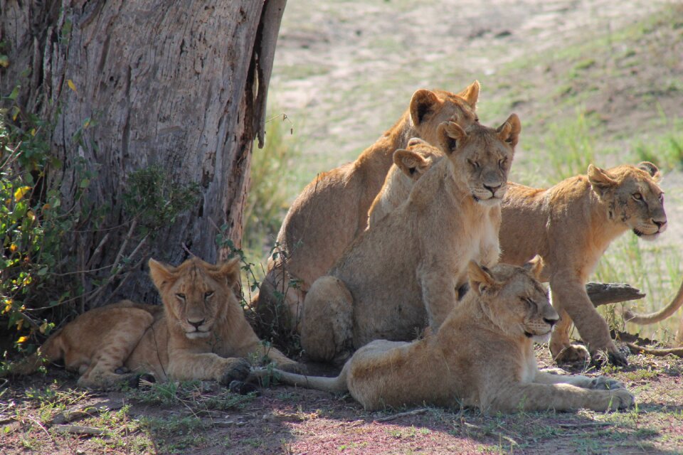 Tanzania pride of lions savannah