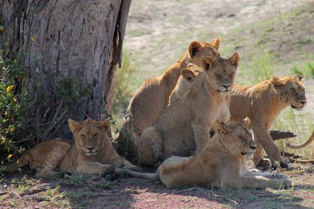 Tanzania pride of lions savannah photo