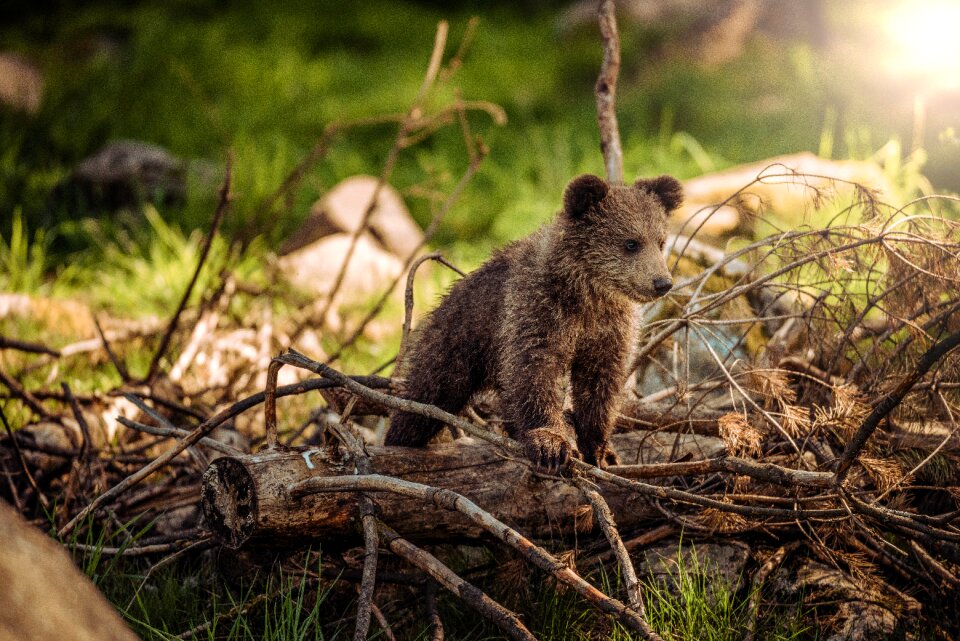 Baby brown bear wild