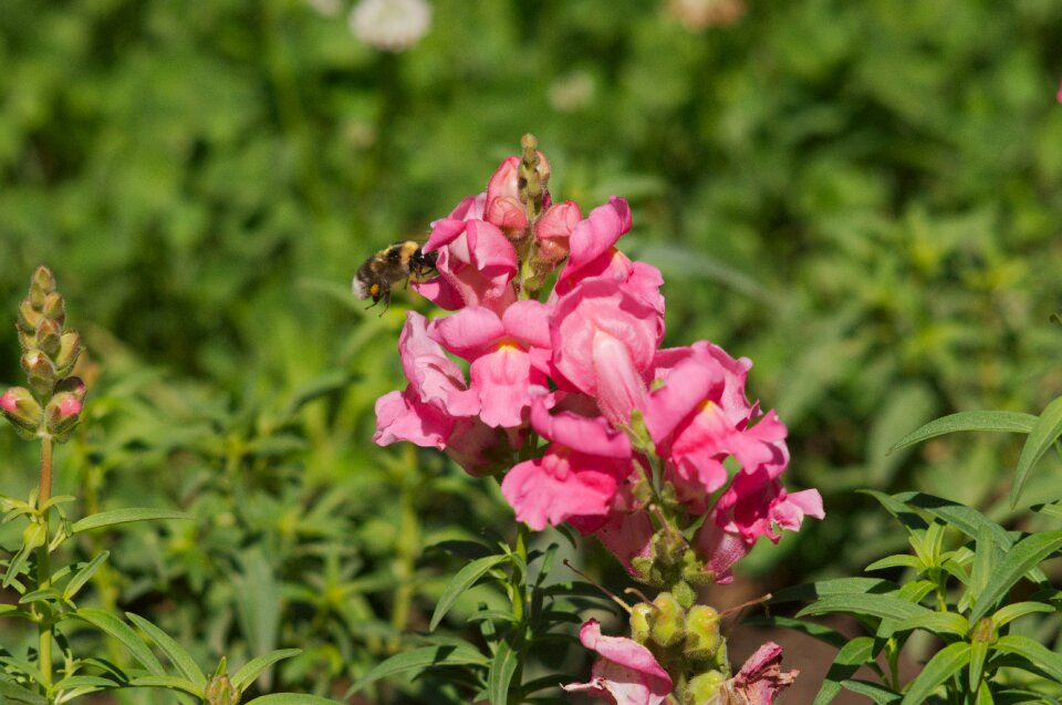 Flower insect pollination