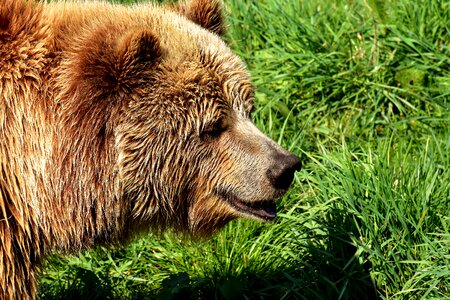 Brown bear nature park wild animal