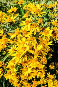 Petals flowering plant