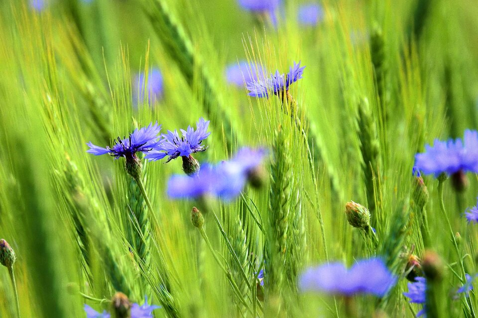 Nature field poland