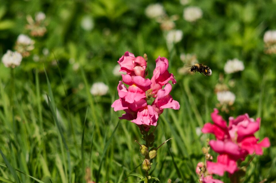 Flower insect pollination