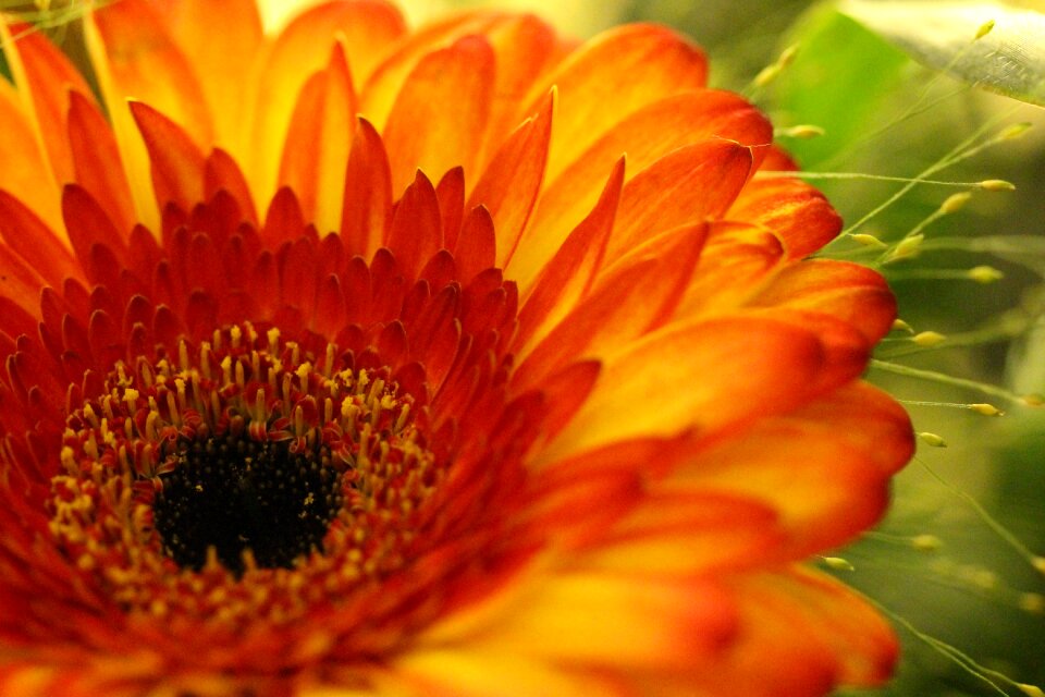 Flower blossom bloom