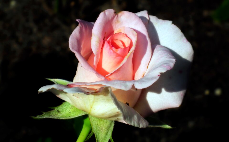 Rose petals macro nature