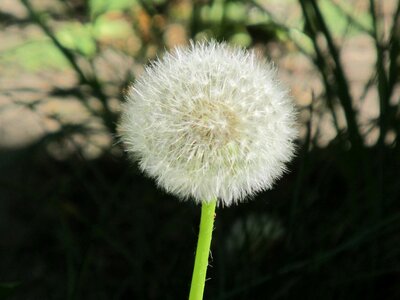Plant seeds sonchus oleraceus