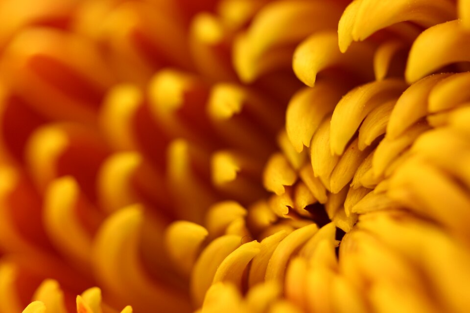 Detail close up macro
