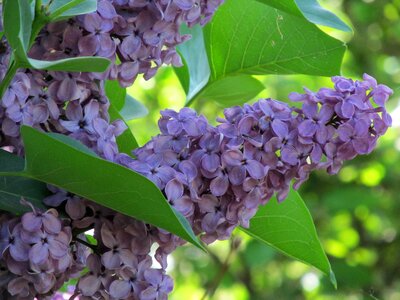 Violet nature without lilak photo