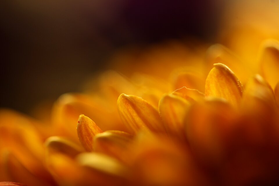Flower blossom bloom