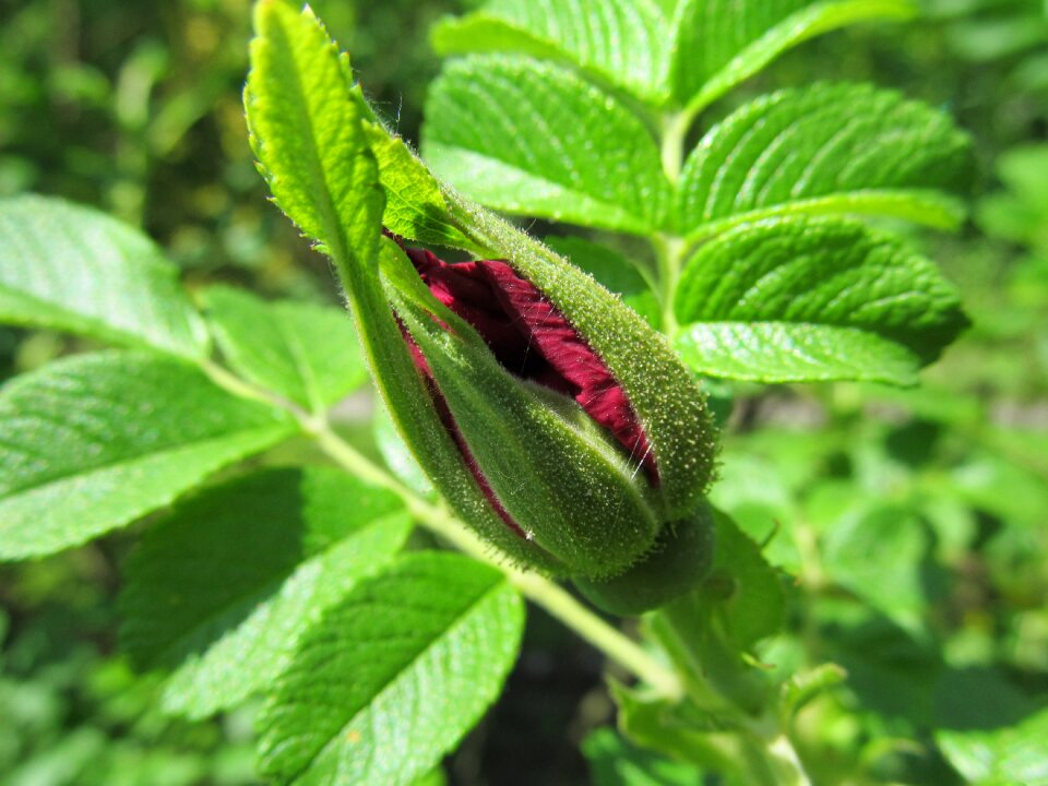 Flower nature bud