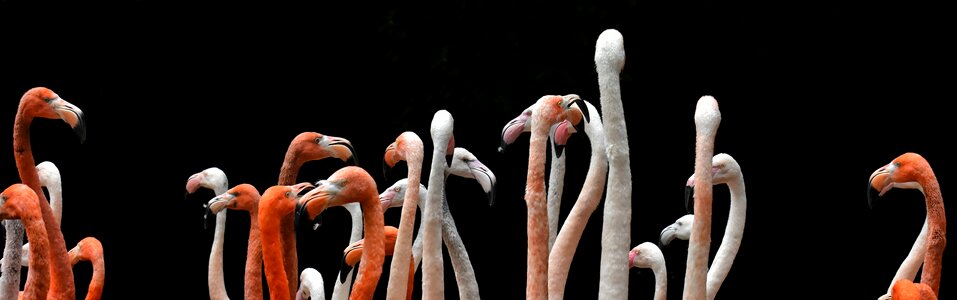 Feather pride tierpark hellabrunn