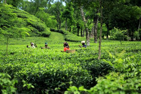 Tea garden green tea