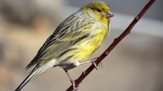 Tenerife bird nature