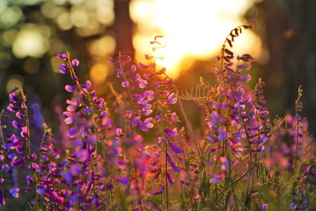 Plant spring sunset photo