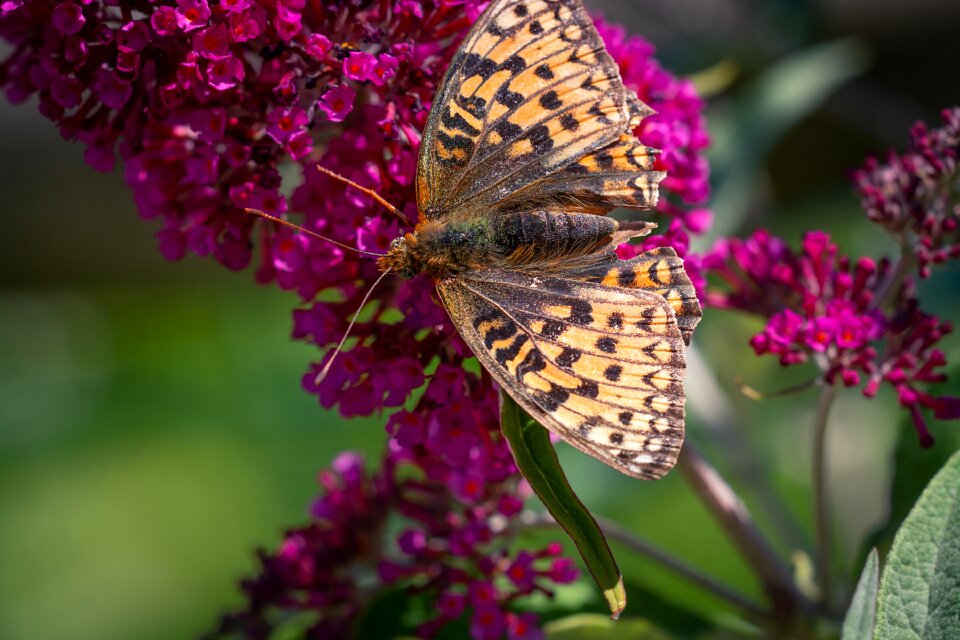 Flight insect orange orange butterfly